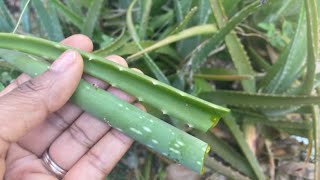Grow Aloe Vera From A Single Leaf ? 🤔| Best Way to Grow Aloe Vera Plant 100% Root