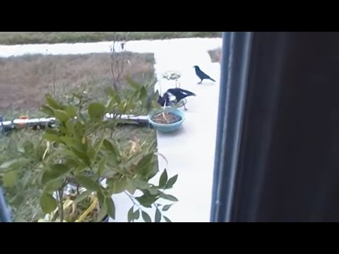 There's Ravens in my Bird feeders! 😎