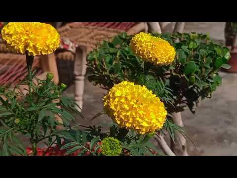 Pashto #rabab#pashto rabab #subscribeflowers  #subscribe #bueaty 