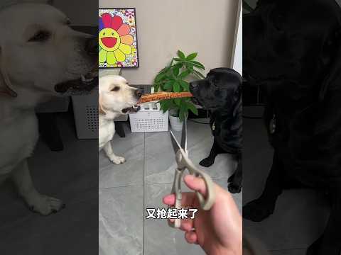 i am sad 😭🥲🐕#labrador #shorts #dog #short 😢