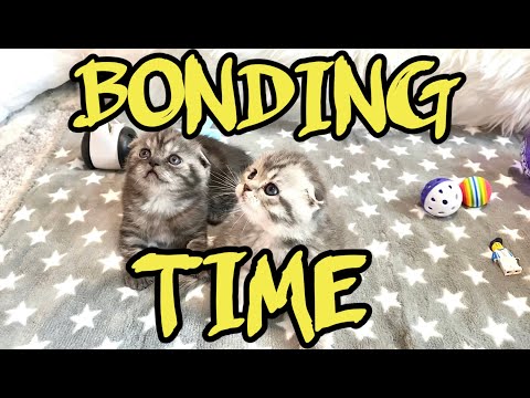 Bonding time with Scottish Fold Kittens / Время общения с шотландскими вислоухими котятами