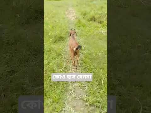 যেওনা সাথি 😂🤣👌👌🍂