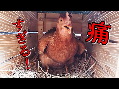 最近産んだ鶏の卵が異臭を放つのはなぜですか?誰のせいですか？  庭園