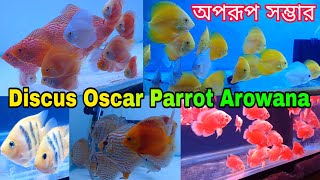 Discus Oscar Parrot Arowana রিষড়া | Aquarium Fish Shop | Aquarium Fish Price | Aquarium Fish