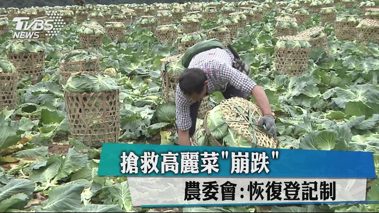 搶救高麗菜「崩跌」 農委會:恢復登記制