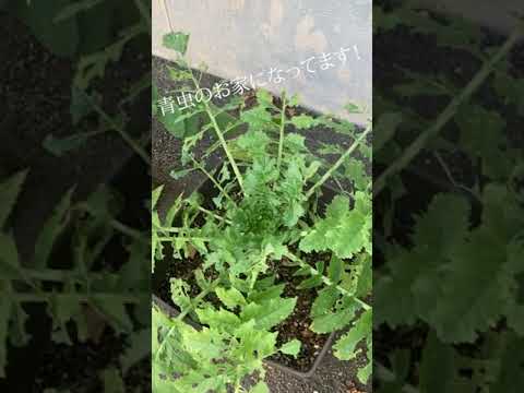 大根の葉に穴が空いてしまった！何のために ？それらをどのように治療すればよいでしょうか？  庭園