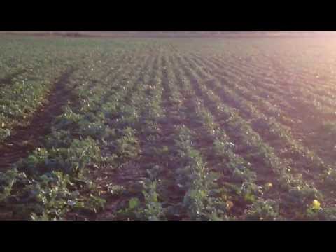 Oilseedrape Establishment Trial