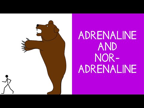 5.8 Endocrine: Adrenaline (Epinephrine) and Noradrenaline (Norepinephrine)