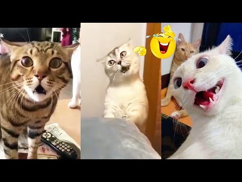 Hilarious 😂 Angry Cat Sounds 😾 Compilation Videos