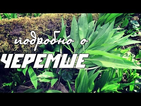 download lagu mp3 mp4 черемша, download lagu черемша gratis, unduh video klip черемша