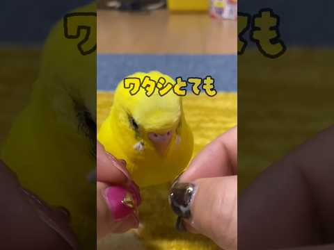 オウムの病気: 鳥類症または鳥の病気 - 鳥と人間の健康被害