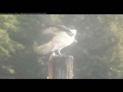 Iris brings in a Huge Fish from the Clark Fork 2022 05 22