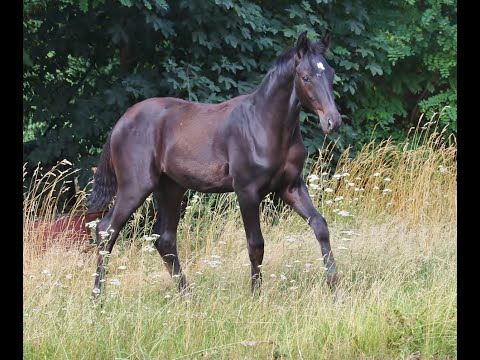 -sold- Quadriga: Black colt 2020 by Fürst Wilhelm playing on the gras field