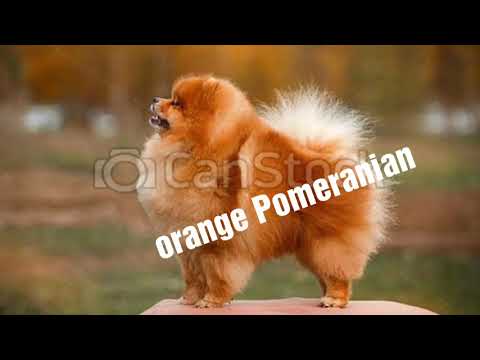 download lagu mp3 mp4 Pomeranian Puppy Colors, download lagu Pomeranian Puppy Colors gratis, unduh video klip Pomeranian Puppy Colors