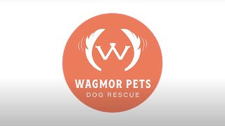 ABOUT WAGMOR PETS