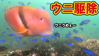 【ウニ駆除】魚の食欲がヤバすぎる