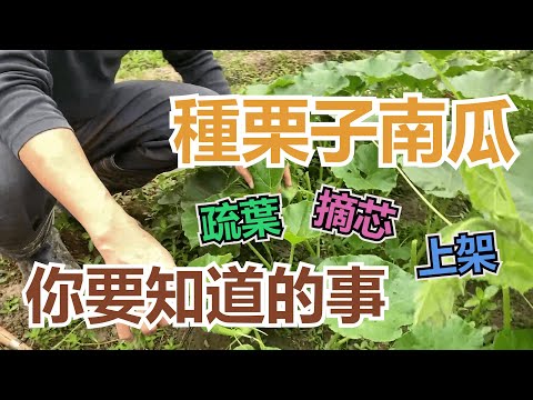 板栗種植