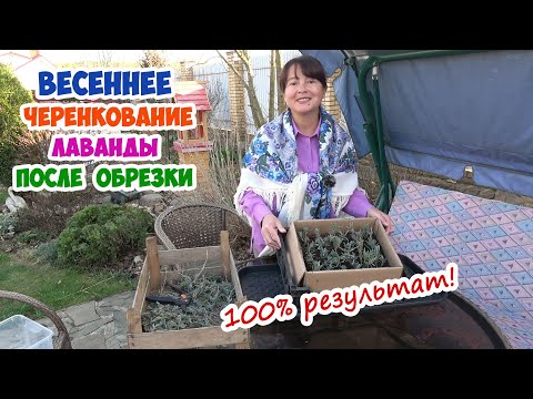 Черенкование ЛАВАНДЫ весной с обрезанных побегов. У Вас получится!