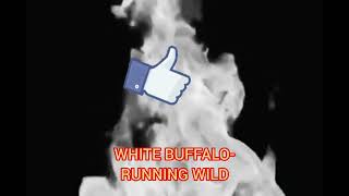 White Buffalo- Running wild