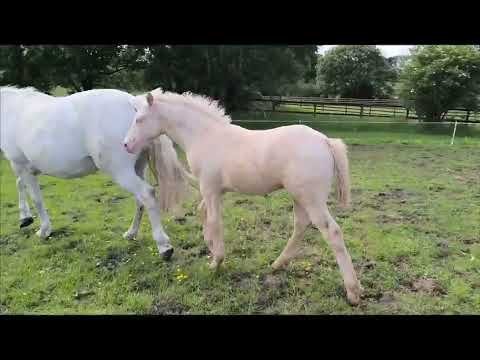 Cremello Connemara Filly Foal (Misty) - Image 2