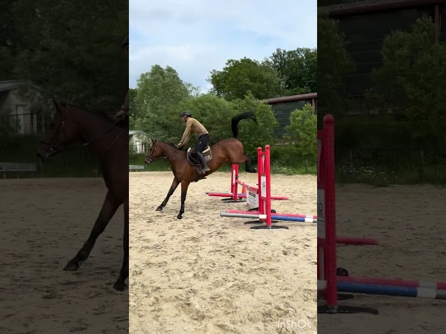 Jument de 5 ans d&rsquo;avenir 