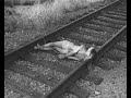 Naked Lady On Railway Track 