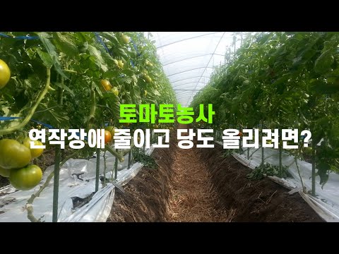 , title : '토마토 농사 연작장애 줄이고 당도 올리려면?'