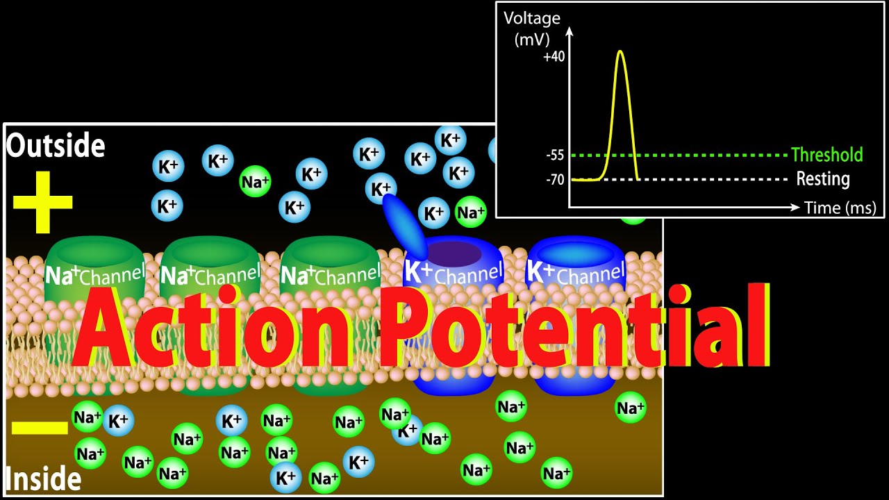 Action Potential in Neurons, Animation.