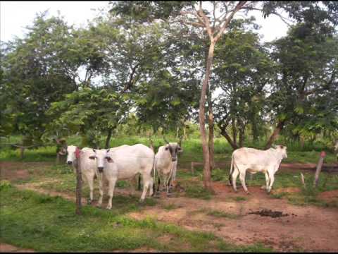 el chino de los mandados