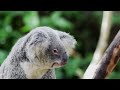 Ultimate Australia New Zealand Discovery Princess