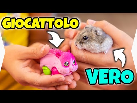 CRICETO VERO vs CRICETO GIOCATTOLO: Esperimento Famiglia GBR