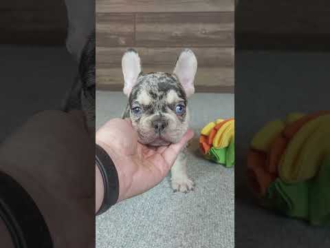 Video 1