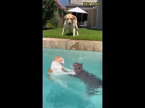 You Won’t Believe These Dog and Cat Fails 😱🐱#pets #funny #cat #dog #animals