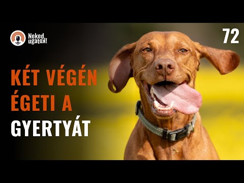 Magyar VIZSLA fajtabemutató | #72