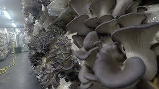 La Mycosphère - Culture de pleurote gris (pleurotus ostreatus)