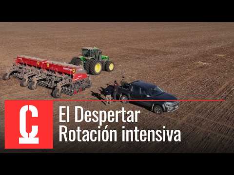 Rindes que Sorprenden. El Girasol se destaca en el esquema de Leones, Córdoba