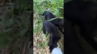 Video preview image #1 Border Collie-Golden Retriever Mix Puppy For Sale in Virginia Beach, VA, USA