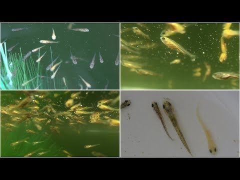 My Koi Breeding Project - Part 8 - Fry update and feeding