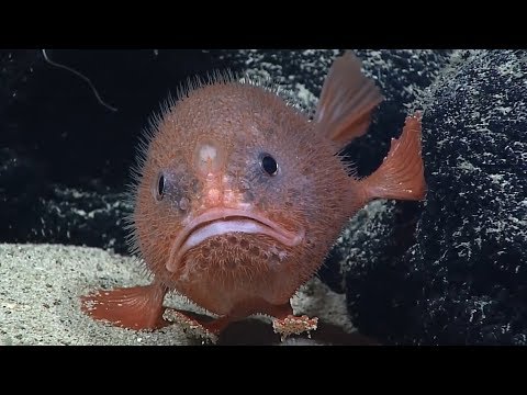 Facts: The Sea Toad (Coffinfish)