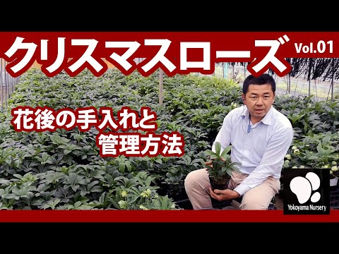 有毒なヘレボルス