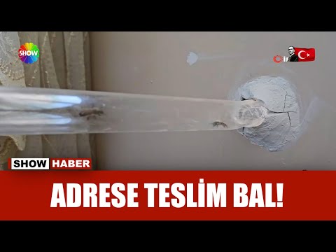 Arılar 15. kata bal taşıyor!