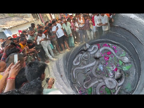 बिहार का कारनामा कैमरे में कैद हो गया, नहीं तो यकीन नहीं होता, एक साथ 3 नाग कुएं में गिरे हुए थे।😱🐍🐍
