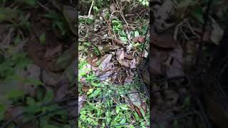 Download lagu Denak ruak/wakwak power mp3