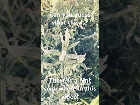 Can You Guess What It Is? Unlock the Mystery of the Fragrant Enigma!