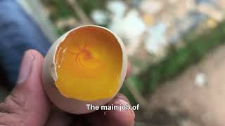 Egg  ..Structure of an Egg!