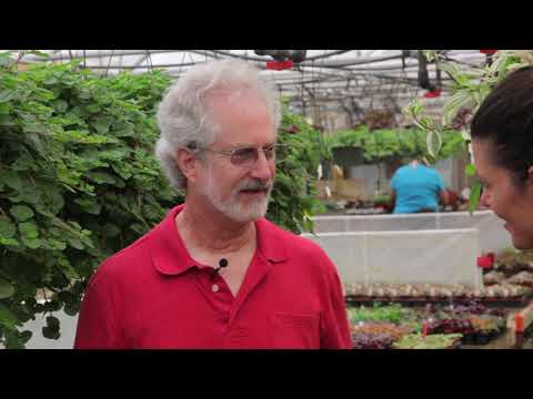 Begonia Propagation with Summer Rayne Oakes