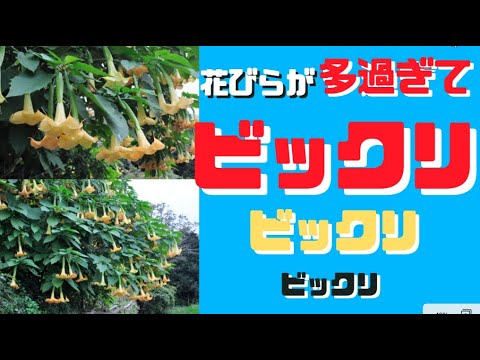 園芸 裁きのスカーレット・トランペット、スカーレット・エンジェルズ・トランペット、スカーレット・ダチュラ、ブラッド・ブルグマンシア
