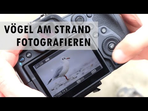 Vogelfotografie am Strand - Mit Fabian Fopp
