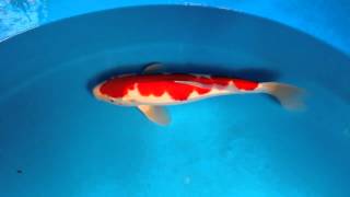 preview picture of video 'Trinidad Koi- Living Jewels Farm- lj 3623'