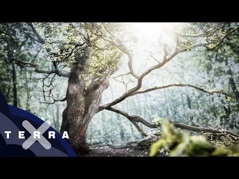 Das erstaunliche Leben einer deutschen Eiche | Unsere Wälder